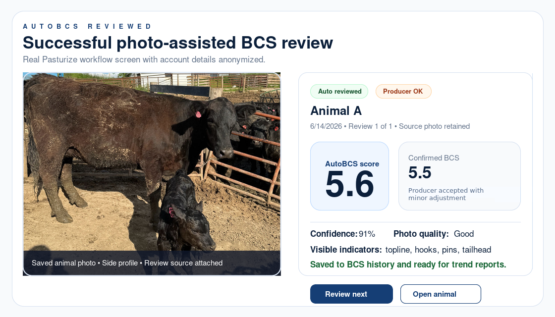 Screenshot of a successful AutoBCS review showing a 5.6 AutoBCS score, 5.5 confirmed BCS, 91% confidence, and good photo quality